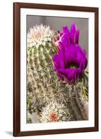 Hedgehog Cactus, Arizona-Sonora Desert Museum, Tucson, Arizona, USA-Jamie & Judy Wild-Framed Photographic Print