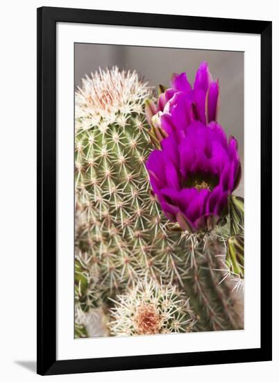 Hedgehog Cactus, Arizona-Sonora Desert Museum, Tucson, Arizona, USA-Jamie & Judy Wild-Framed Photographic Print