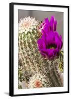 Hedgehog Cactus, Arizona-Sonora Desert Museum, Tucson, Arizona, USA-Jamie & Judy Wild-Framed Photographic Print