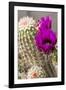 Hedgehog Cactus, Arizona-Sonora Desert Museum, Tucson, Arizona, USA-Jamie & Judy Wild-Framed Photographic Print