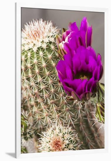 Hedgehog Cactus, Arizona-Sonora Desert Museum, Tucson, Arizona, USA-Jamie & Judy Wild-Framed Photographic Print