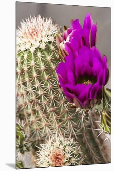 Hedgehog Cactus, Arizona-Sonora Desert Museum, Tucson, Arizona, USA-Jamie & Judy Wild-Mounted Premium Photographic Print