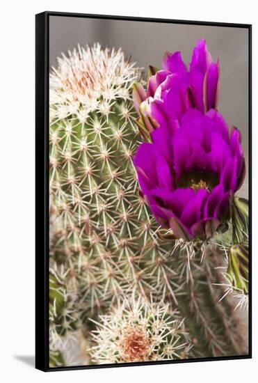 Hedgehog Cactus, Arizona-Sonora Desert Museum, Tucson, Arizona, USA-Jamie & Judy Wild-Framed Stretched Canvas