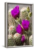 Hedgehog Cactus, Arizona-Sonora Desert Museum, Tucson, Arizona, USA-Jamie & Judy Wild-Framed Photographic Print