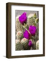 Hedgehog Cactus, Arizona-Sonora Desert Museum, Tucson, Arizona, USA-Jamie & Judy Wild-Framed Photographic Print