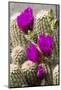 Hedgehog Cactus, Arizona-Sonora Desert Museum, Tucson, Arizona, USA-Jamie & Judy Wild-Mounted Photographic Print