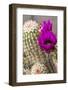 Hedgehog Cactus, Arizona-Sonora Desert Museum, Tucson, Arizona, USA-Jamie & Judy Wild-Framed Photographic Print