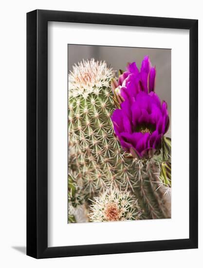 Hedgehog Cactus, Arizona-Sonora Desert Museum, Tucson, Arizona, USA-Jamie & Judy Wild-Framed Photographic Print