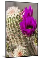 Hedgehog Cactus, Arizona-Sonora Desert Museum, Tucson, Arizona, USA-Jamie & Judy Wild-Mounted Photographic Print