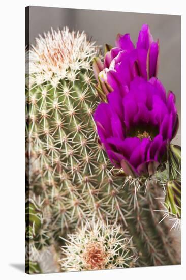 Hedgehog Cactus, Arizona-Sonora Desert Museum, Tucson, Arizona, USA-Jamie & Judy Wild-Stretched Canvas