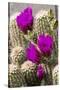 Hedgehog Cactus, Arizona-Sonora Desert Museum, Tucson, Arizona, USA-Jamie & Judy Wild-Stretched Canvas