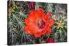 Hedgehog cactus, Botanical Park, Albuquerque, New Mexico.-William Perry-Stretched Canvas