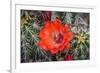 Hedgehog cactus, Botanical Park, Albuquerque, New Mexico.-William Perry-Framed Photographic Print