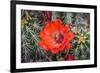 Hedgehog cactus, Botanical Park, Albuquerque, New Mexico.-William Perry-Framed Photographic Print