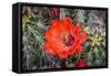 Hedgehog cactus, Botanical Park, Albuquerque, New Mexico.-William Perry-Framed Stretched Canvas