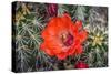 Hedgehog cactus, Botanical Park, Albuquerque, New Mexico.-William Perry-Stretched Canvas