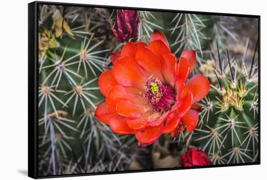 Hedgehog cactus, Botanical Park, Albuquerque, New Mexico.-William Perry-Framed Stretched Canvas