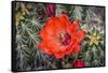 Hedgehog cactus, Botanical Park, Albuquerque, New Mexico.-William Perry-Framed Stretched Canvas