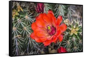 Hedgehog cactus, Botanical Park, Albuquerque, New Mexico.-William Perry-Framed Stretched Canvas