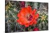 Hedgehog cactus, Botanical Park, Albuquerque, New Mexico.-William Perry-Stretched Canvas