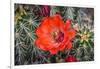 Hedgehog cactus, Botanical Park, Albuquerque, New Mexico.-William Perry-Framed Photographic Print