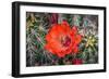 Hedgehog cactus, Botanical Park, Albuquerque, New Mexico.-William Perry-Framed Photographic Print