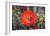 Hedgehog cactus, Botanical Park, Albuquerque, New Mexico.-William Perry-Framed Photographic Print