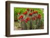 Hedgehog cactus, Botanical Park, Albuquerque, New Mexico.-William Perry-Framed Photographic Print