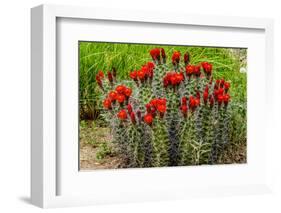 Hedgehog cactus, Botanical Park, Albuquerque, New Mexico.-William Perry-Framed Photographic Print