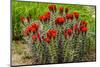 Hedgehog cactus, Botanical Park, Albuquerque, New Mexico.-William Perry-Mounted Photographic Print