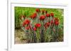 Hedgehog cactus, Botanical Park, Albuquerque, New Mexico.-William Perry-Framed Photographic Print