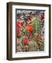 Hedgehog cactus, Botanical Park, Albuquerque, New Mexico.-William Perry-Framed Photographic Print