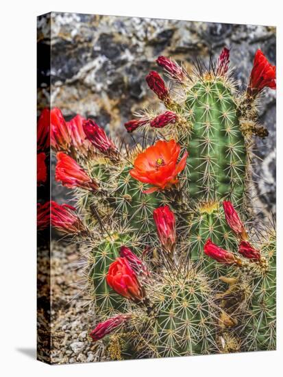 Hedgehog cactus, Botanical Park, Albuquerque, New Mexico.-William Perry-Stretched Canvas