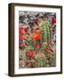 Hedgehog cactus, Botanical Park, Albuquerque, New Mexico.-William Perry-Framed Photographic Print