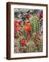 Hedgehog cactus, Botanical Park, Albuquerque, New Mexico.-William Perry-Framed Photographic Print