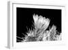 Hedgehog Cactus Flower BW-Douglas Taylor-Framed Photographic Print