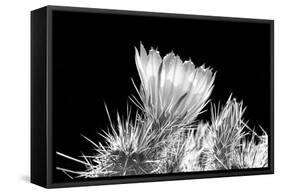 Hedgehog Cactus Flower BW-Douglas Taylor-Framed Stretched Canvas