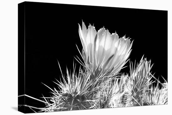 Hedgehog Cactus Flower BW-Douglas Taylor-Stretched Canvas