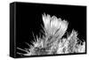 Hedgehog Cactus Flower BW-Douglas Taylor-Framed Stretched Canvas