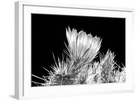 Hedgehog Cactus Flower BW-Douglas Taylor-Framed Photographic Print