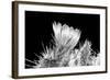 Hedgehog Cactus Flower BW-Douglas Taylor-Framed Photographic Print