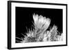 Hedgehog Cactus Flower BW-Douglas Taylor-Framed Photographic Print