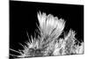 Hedgehog Cactus Flower BW-Douglas Taylor-Mounted Photographic Print