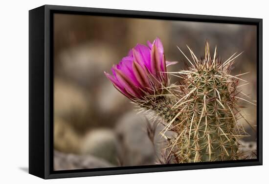 Hedgehog Cactus in Bloom, Red Rock Canyon Nca, Las Vegas, Nevada-Rob Sheppard-Framed Stretched Canvas