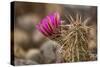 Hedgehog Cactus in Bloom, Red Rock Canyon Nca, Las Vegas, Nevada-Rob Sheppard-Stretched Canvas