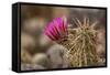 Hedgehog Cactus in Bloom, Red Rock Canyon Nca, Las Vegas, Nevada-Rob Sheppard-Framed Stretched Canvas