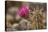 Hedgehog Cactus in Bloom, Red Rock Canyon Nca, Las Vegas, Nevada-Rob Sheppard-Stretched Canvas