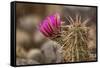 Hedgehog Cactus in Bloom, Red Rock Canyon Nca, Las Vegas, Nevada-Rob Sheppard-Framed Stretched Canvas