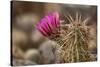 Hedgehog Cactus in Bloom, Red Rock Canyon Nca, Las Vegas, Nevada-Rob Sheppard-Stretched Canvas