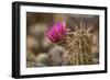 Hedgehog Cactus in Bloom, Red Rock Canyon Nca, Las Vegas, Nevada-Rob Sheppard-Framed Photographic Print